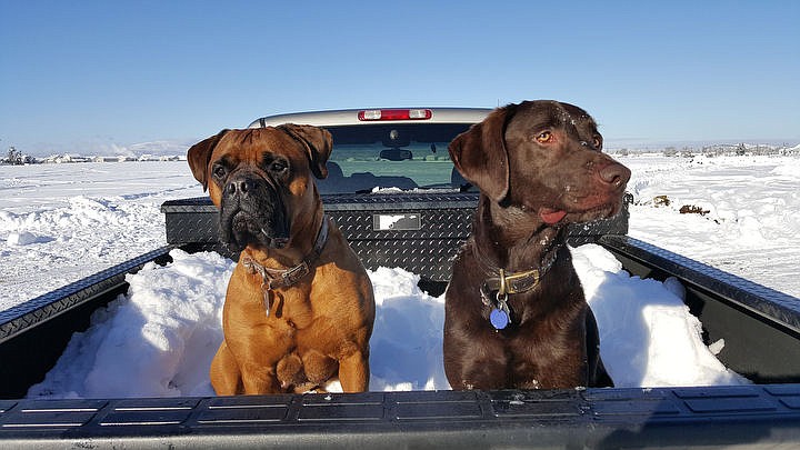 &lt;p&gt;Courtesy of Bobby Myers Nala the mastiff, left, hangs out with Winston the chocolate lab.&lt;/p&gt;