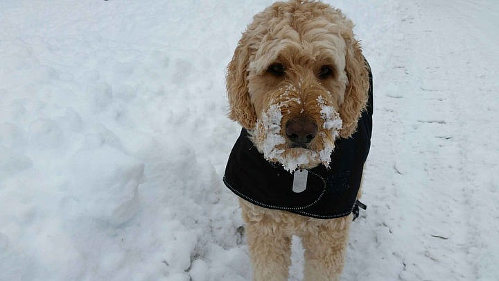 &lt;p&gt;Courtesy of Dave and Lana McGuire Jake the six-year-old Goldendoodle.&lt;/p&gt;