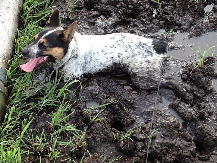 &lt;p&gt;Courtesy of Karleen Meyer Pixie gets a mud bath.&lt;/p&gt;