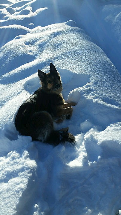<p>Courtesy of Kody and Jill Wright Kimber chills out in the snow.</p>