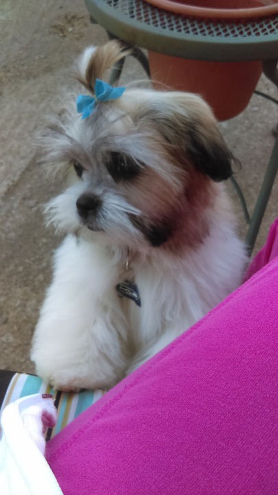 <p>Courtesy to The Press Gizmo the maltese, shih tzu mix.</p>