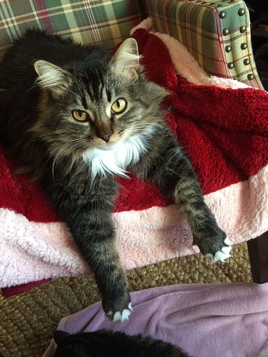&lt;p&gt;Courtesy of LaVon S. Annie the Maine Coon cat relaxes in a chair.&lt;/p&gt;