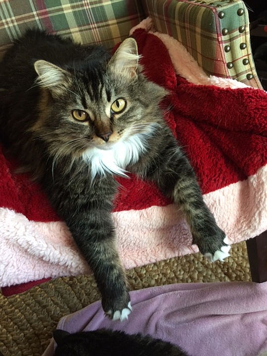 <p>Courtesy of LaVon S. Annie the Maine Coon cat relaxes in a chair.</p>