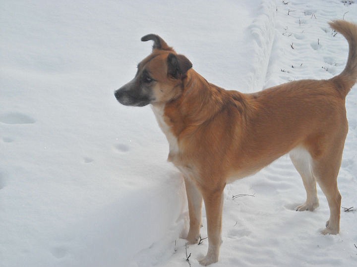 &lt;p&gt;Courtesy of Kathy Schroeder Lexy the shepherd mix plays in the snow.&lt;/p&gt;