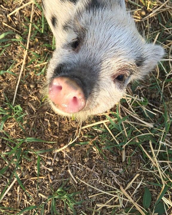 <p>Courtesy of Beth Baumann Penny the pig.</p>