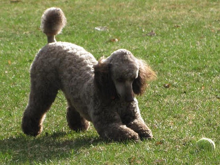&lt;p&gt;Courtesy of Gayle Baxley Miniature poodle Coffee Crisp (C.C.) plays with a ball in her Dalton Gardens backyard.&lt;/p&gt;
