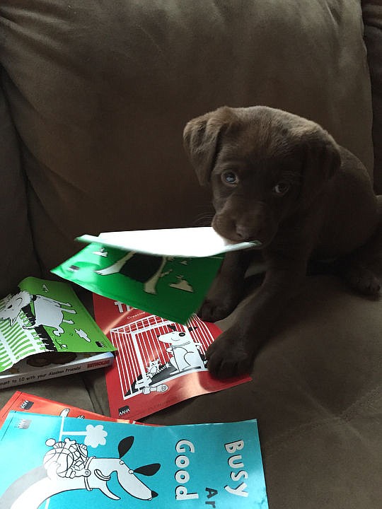 <p>Courtesy of Tiffanie Thomas Miss Timberlyn hangs out on the couch.</p>
