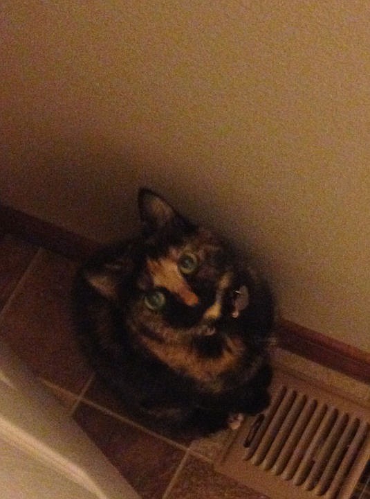 <p>Courtesy of Lin Tabor Sophie the ten-year-old cat hangs out by the heater vent.</p>