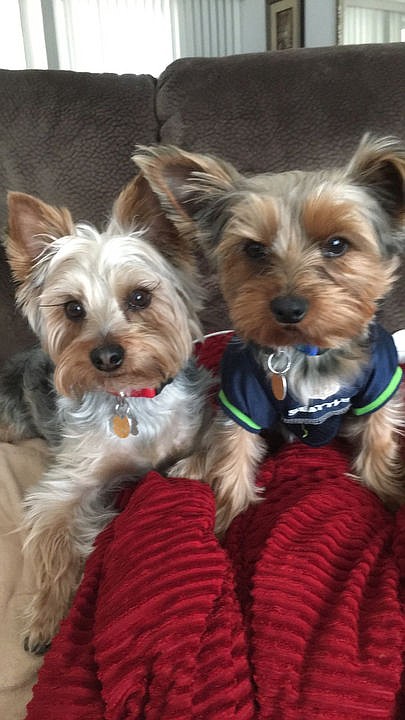 <p>Courtesy to The Press Yorkies Hunter and Cooper.</p>