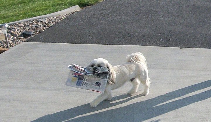 &lt;p&gt;Courtesy of Dennis and Vicki Hill Buddy the shih tzu brings in the newspaper.&lt;/p&gt;