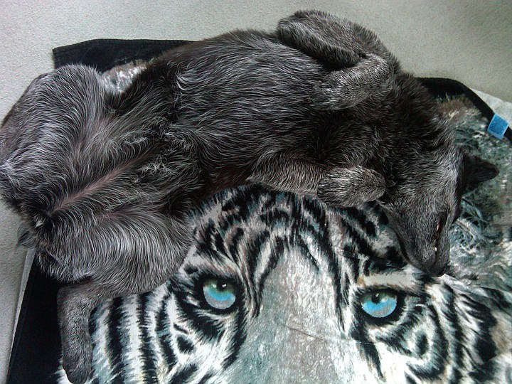 &lt;p&gt;Courtesy of Rebecca Stevens Baya the 12-year-old dog takes a nap.&lt;/p&gt;