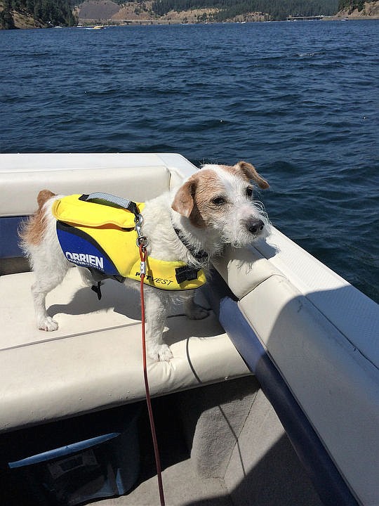 <p>Courtesy of Dianne Ansbaugh Edison hangs out on the water.</p>