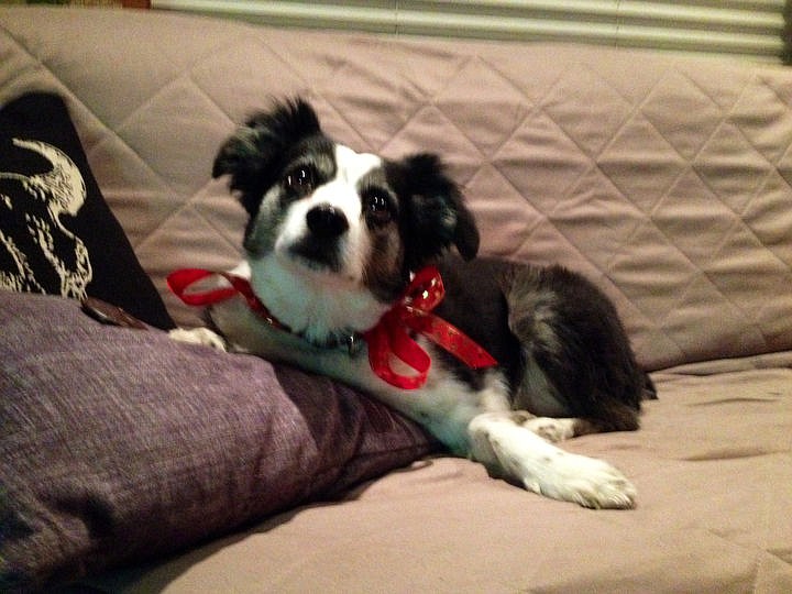 &lt;p&gt;Courtesy of Johnna Hendricks Molly Blue, the mini aussie, hangs out on the couch.&lt;/p&gt;