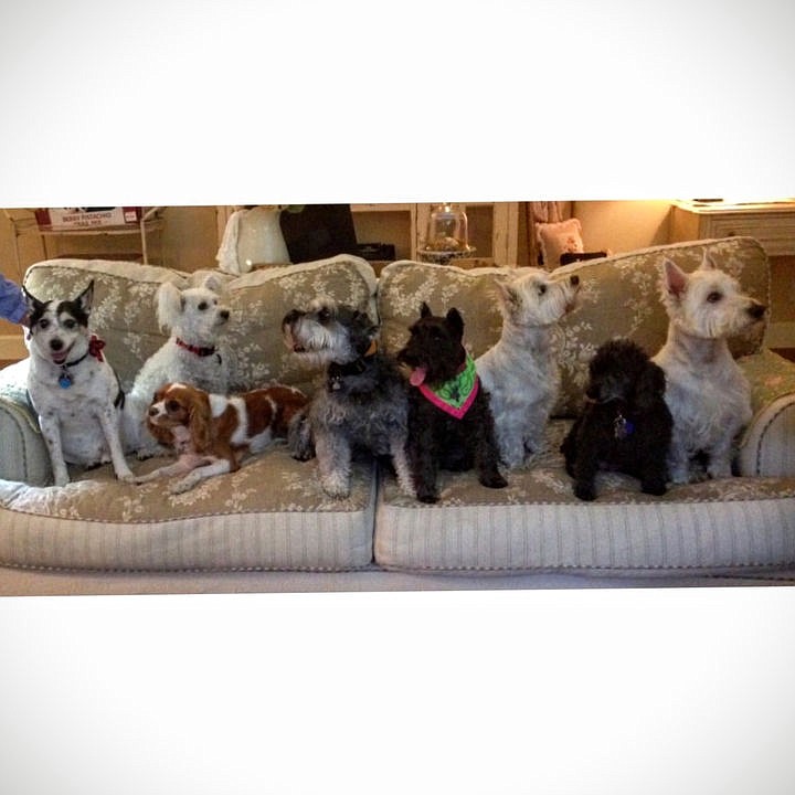 &lt;p&gt;Courtesy of Carla Besser From left to right: Kipper, Taz, Bailey, Harley, Sophie and Sophie, Rosie and Sawyer.&lt;/p&gt;