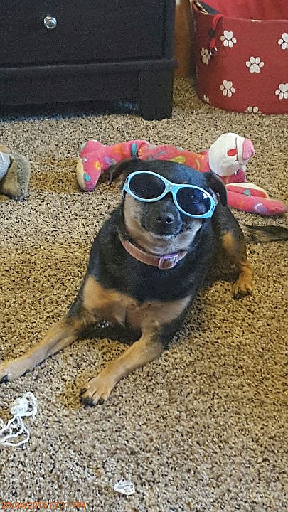 <p>Courtesy of Liz Collings Mandy sports some shades.</p>