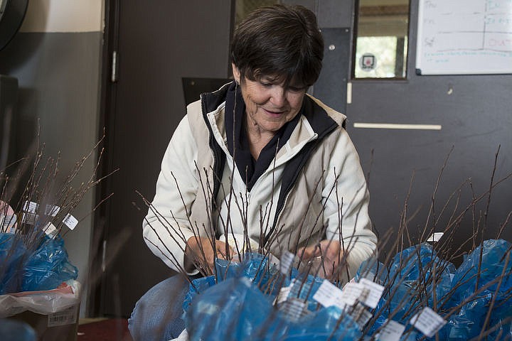 &lt;p&gt;Donna Schwandt distributes Arbor Day Stickers to the boxes of seedling that will be distributed to fourth grade classes across Kootenai County.&lt;/p&gt;