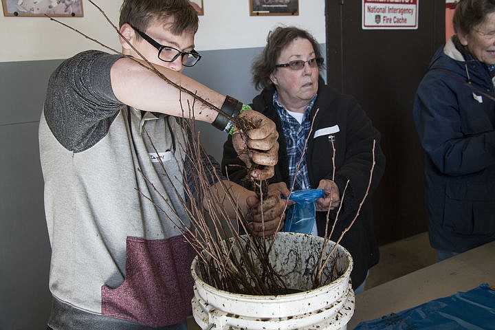 &lt;p&gt;Danny Adamson, 19, bags tree seedlings with Joan Moore, another volunteer. Adamson is one of the students that came with Venture High School to volunteer. The seedlings will be given to Kootenai County&#146;s fourth graders in celebration of Arbor Day.&lt;/p&gt;
