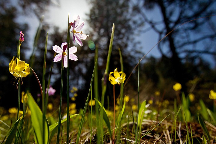 &lt;p&gt;JEROME A. POLLOS/Press The sun's rays shine down on wildflowers in bloom Monday from a mossy slope on the east side of Tubbs Hill.&lt;/p&gt;