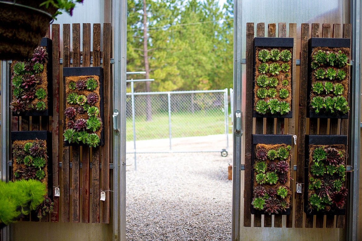 &lt;p&gt;Vertical succulent plant gardens are on display on Tuesday at Kari Glessner's The Greenhouse in Coeur d'Alene.&lt;/p&gt;
