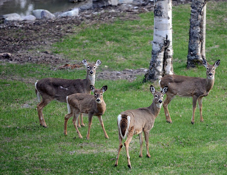 &lt;p&gt;A quartet of white-tailed deer pauses as they forage for their dinner on Monday in Whitefish.&lt;/p&gt;