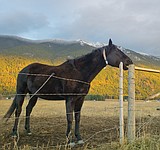 West Nile virus vaccinations recommended for horses