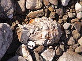 Grenade found along shore near Vantage