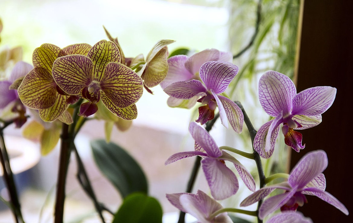 &lt;p&gt;A Phalaenopsis Orchid is originally from Southeast Asia and grow in moist and humid areas with indirect sunlight.&lt;/p&gt;