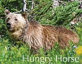 Chickens are 'like crack' for wild bears