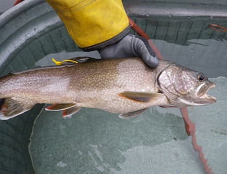 &lt;p&gt;A biologist displays a lake trout with an over-inflated swim bladder.&lt;/p&gt;