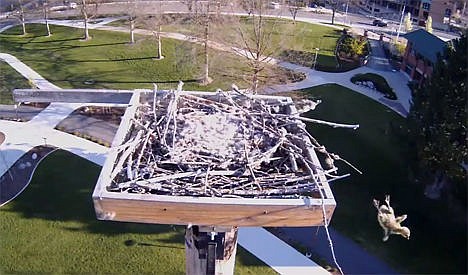 &lt;p&gt;The last of five goslings leaps from an osprey nest at McEuen Park. This still image is from a video recorded by one of the city's osprey nest cameras. The final gosling - the most hesitant of the group - waited more than 20 minutes after its parents took flight before jumping. The full video can be found at http://bit.ly/1ze2aRt.&lt;/p&gt;