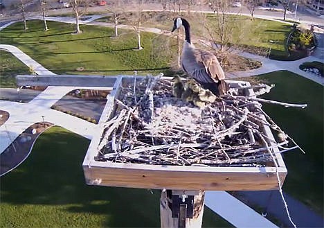 &lt;p&gt;Five goslings and one of their parents watch as another adult Canada Goose flies away from an Osprey nest at McEuen Park on April 24. The second parent left shortly after, and each of the five goslings took a leap of faith.&lt;/p&gt;