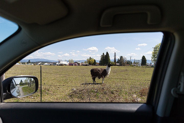 &lt;p&gt;A llama postures itself attentively in a field near the corner of Ramsey Road and Wyoming Avenue in Hayden on Tuesday.&lt;/p&gt;