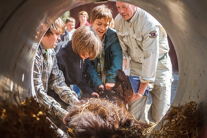 &lt;p&gt;Patrick Cote/Daily Inter Lake From left, Eric Reed, Kanoa Poteet and Andrew Hansen help bear and lion specialist Erik Wenum unload a tranquilized bear from a culvert trap Monday afternoon at Olney Bissell School. The bear, captured near Whitefish, was brought to the school by Fish Wildlife and Parks to educate students about what happens to animals after they are trapped. Monday, April 23, 2012 in Kalispell, Montana.&lt;/p&gt;