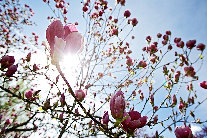 &lt;p&gt;Sunlight filters through a magnolia tree outside of Lee-Kildow Hall on the North Idaho College campus Wednesday afternoon.&lt;/p&gt;