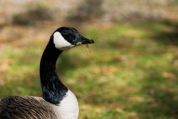 &lt;p&gt;SHAWN GUST/Press&lt;/p&gt;&lt;p&gt;A Canada goose snacks on a mouthful of grass Wednesday near the city beach at Q&#146;Emiln Park in Post Falls.&lt;/p&gt;