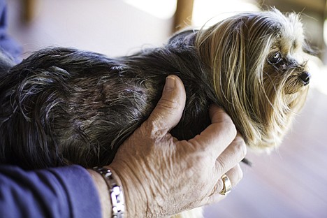 &lt;p&gt;Cory, an 8-year-old Yorkshire terrier, received wounds from an incident Tuesday that involved an attack from what pet owner Steve Groves believes to be a hawk.&lt;/p&gt;