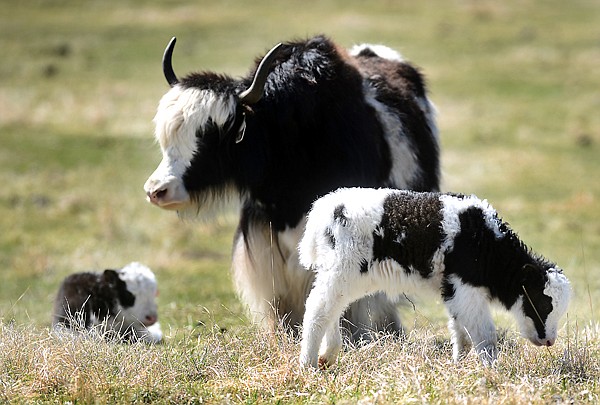 baby white yak