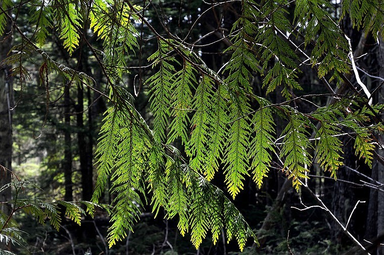 Needles absorb sunlight along the trail toward Snyder Lake.