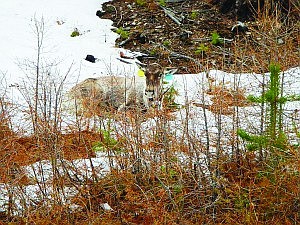 &lt;p&gt;Montana Fish, Wildlife and Parks transported this cow caribou from south of Eureka, where it had wandered, back to British Columbia.&lt;/p&gt;