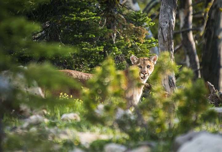 &lt;p&gt;A mountain lion hunting in the Bob Marshall Wilderness.&lt;/p&gt;