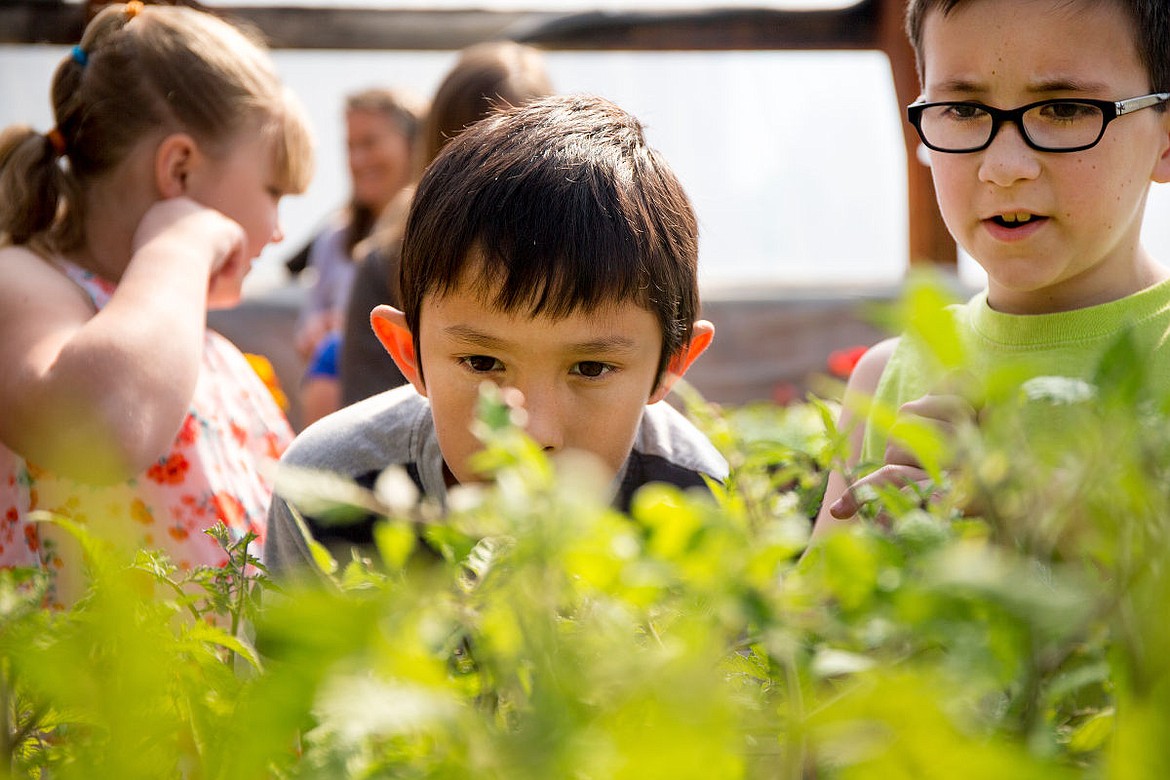 &lt;p&gt;Mullan Trail Elementary School students Zachary Kersey leans in for a closer look at a ladybug as classmate Thomas Wright watches on Monday at the greenhouse at New Visions High School. The elementary school students were visiting the high school to learn about the process of greenhouse farming and how the New Vision students grow plants.&lt;/p&gt;