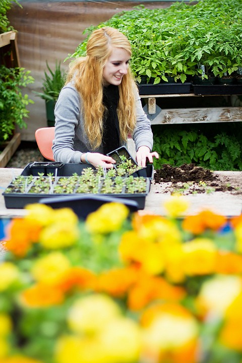 &lt;p&gt;SHAWN GUST/Press Layla Abrams, a sophomore at New Vision High School in Post Falls, prepares lavender Thursday for the school's annual plant sale. The greenhouse class was responsible for growing and maintaining thousands of plants for next week's sale. Plants will be available at the school beginning next Thursday after 12:45 p.m. For more information call New Vision High at 773-3541.&lt;/p&gt;