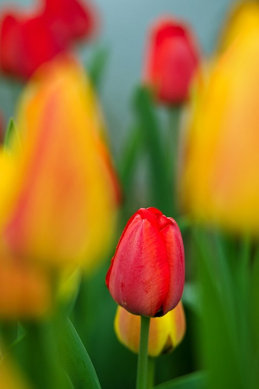 &lt;p&gt;SHAWN GUST/Press The rich colors of a tulip bed are accentuated by Wednesday's overcast, rainy conditions. Tulips, the third most popular flower in the world, bloom from March to early May, depending on the particular variety.&lt;/p&gt;