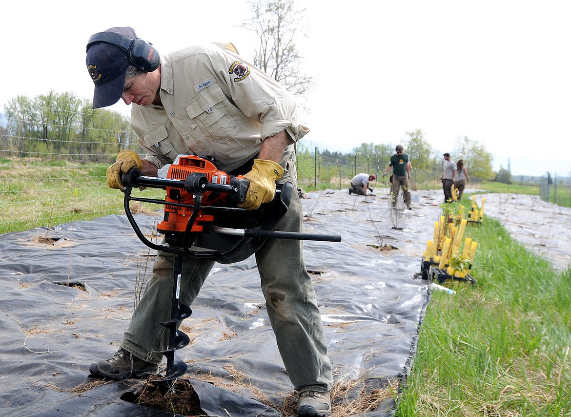 &lt;p&gt;Montana Fish, Wildlife and Parks Restoration Ecologist Franz Ingelfinger drills a hole for planting during a wetland restoration project at Diamond B Ranch in the Lower Valley on Friday.&lt;/p&gt;