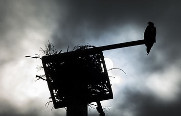 <p>LOREN BENOIT/Press An Osprey sits on its home perch at McEuen Park during a cloudy day in Coeur d'Alene, Idaho on Friday, April 15, 2016 after spending the past seven months in Central America.</p>
