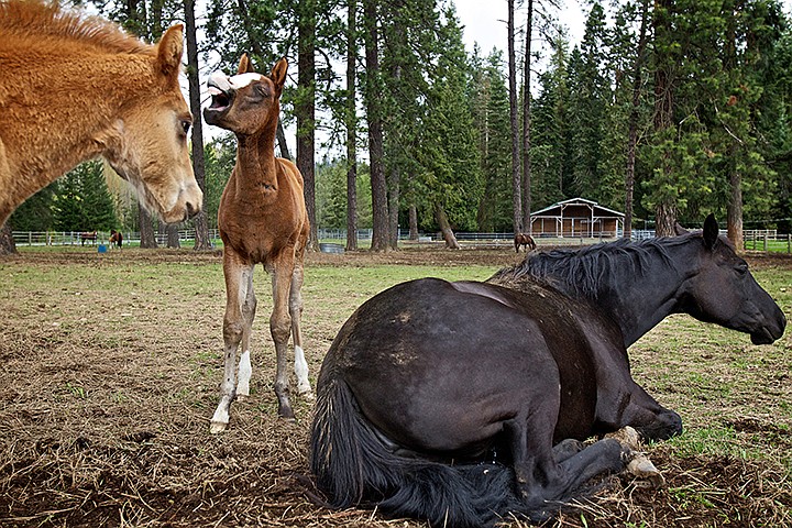 &lt;p&gt;JEROME A. POLLOS/Press Two foals, born within the last month, play near their mother during a break in the rain Friday on a ranch in Hayden Lake.&lt;/p&gt;