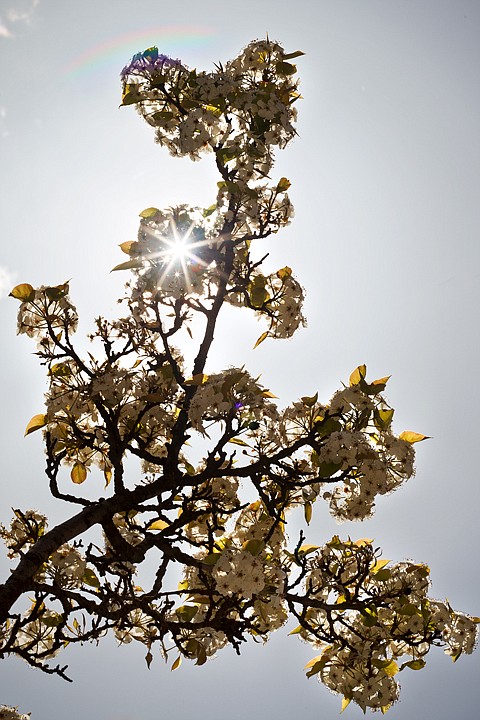 &lt;p&gt;SHAWN GUST/Press A flowering pear tree blooms beneath the afternoon sun Monday in Coeur d'Alene.&lt;/p&gt;