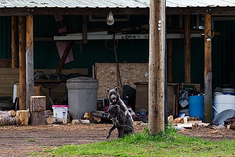 &lt;p&gt;A pair of dogs, one chained to a pole, the other loose, engage in rough play in a yard in Tensed.&lt;/p&gt;