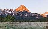 Photographing 100 species in 100 days