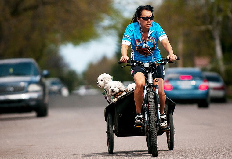 &lt;p&gt;Emy Minnich rides her bike down California Street with her three Maltese dogs in tow Friday afternoon in Kalispell. &#147;We&#146;ve been training for the Spartan Race,&#148; Minnich said. &#147;They love the rickshaw rides.&#148;&lt;/p&gt;